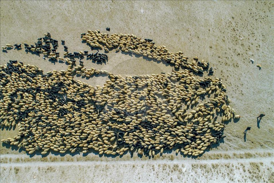 Así viven los nómadas turcos en la provincia de Van