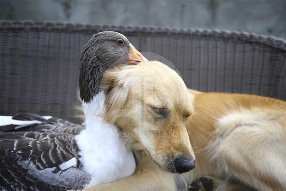 La extraña amistad entre un perro y un ganso