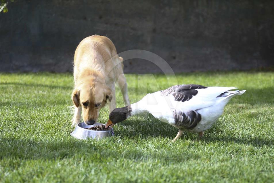 La extraña amistad entre un perro y un ganso