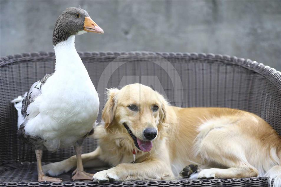 La extraña amistad entre un perro y un ganso