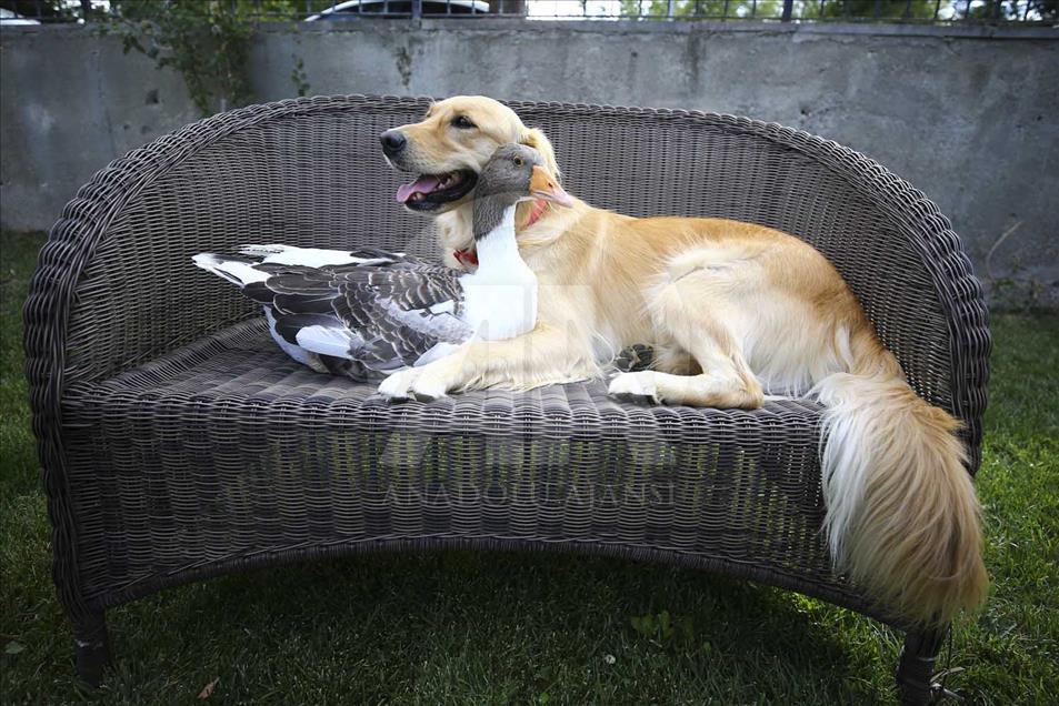 La extraña amistad entre un perro y un ganso