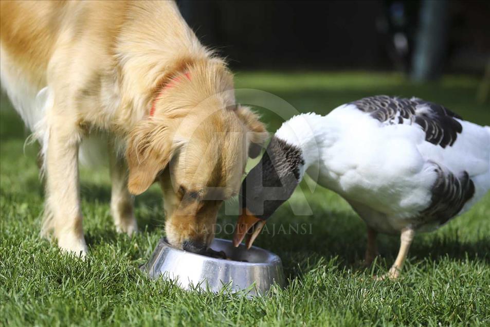 La extraña amistad entre un perro y un ganso