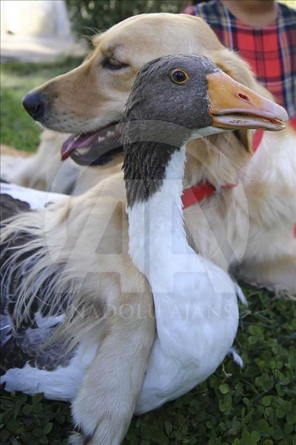 La extraña amistad entre un perro y un ganso