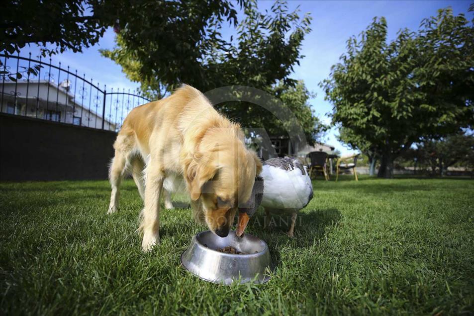 La extraña amistad entre un perro y un ganso