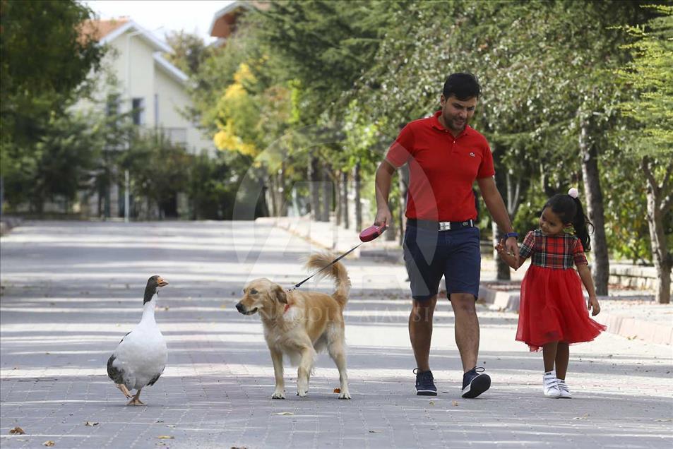 La extraña amistad entre un perro y un ganso