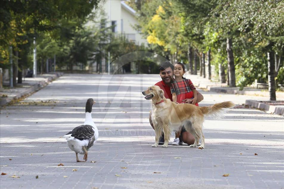 La extraña amistad entre un perro y un ganso