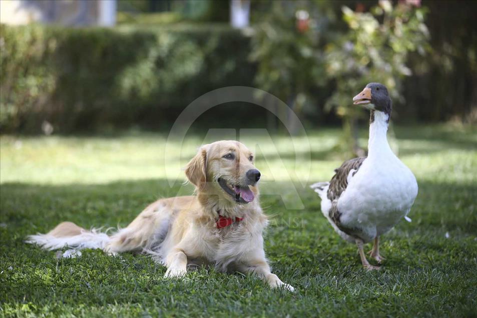 La extraña amistad entre un perro y un ganso