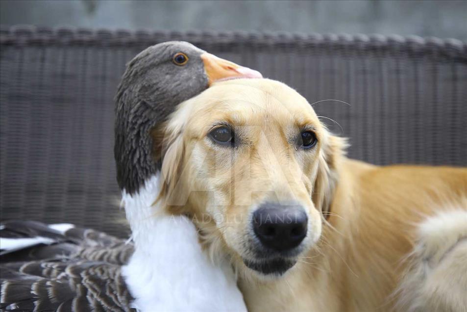 La extraña amistad entre un perro y un ganso