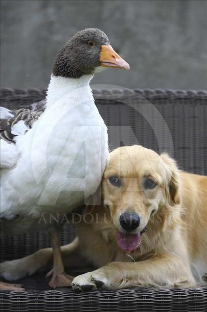 La extraña amistad entre un perro y un ganso