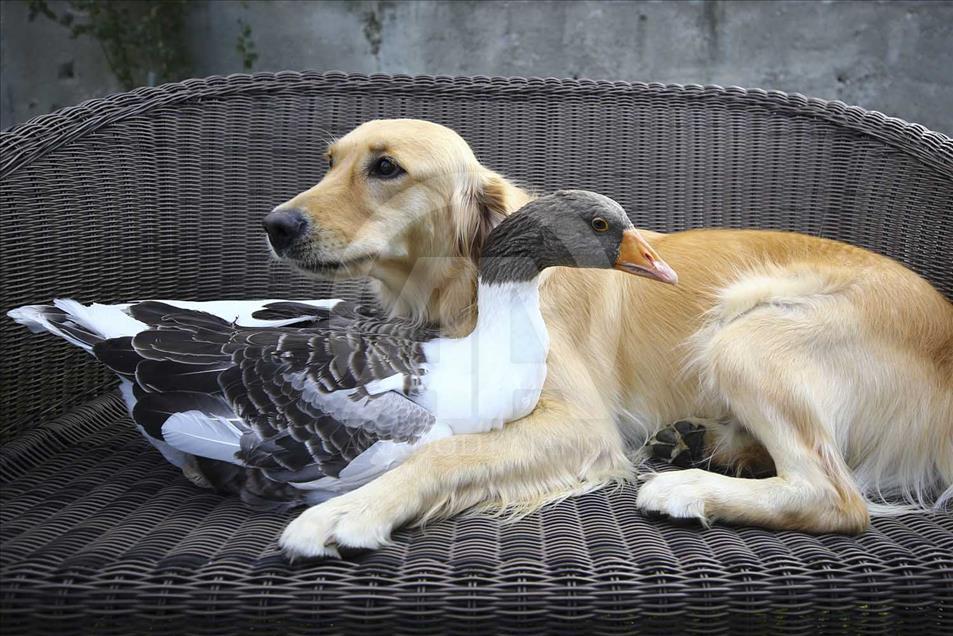 La extraña amistad entre un perro y un ganso