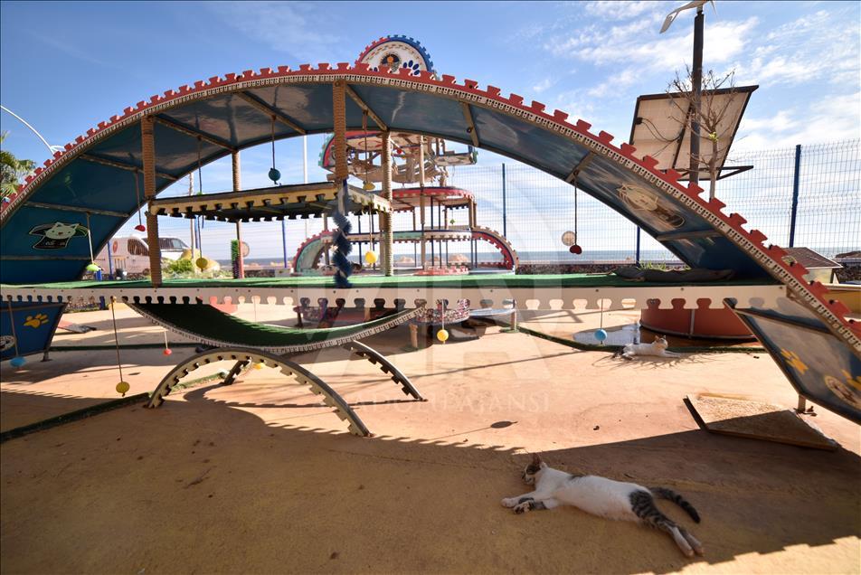 Kediler Miyav Park'ı sevdi