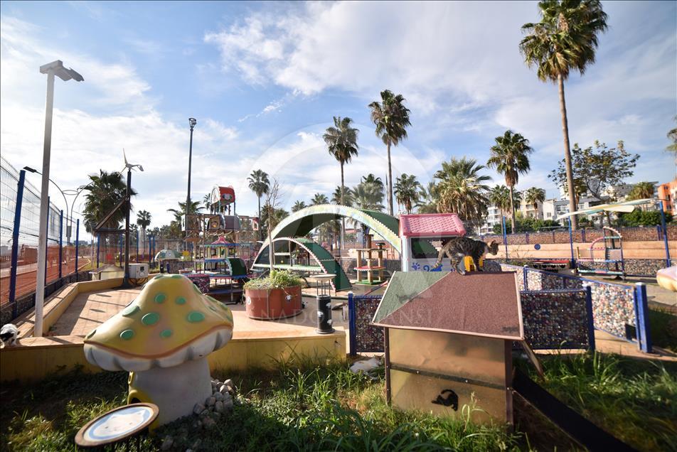 Kediler Miyav Park'ı sevdi