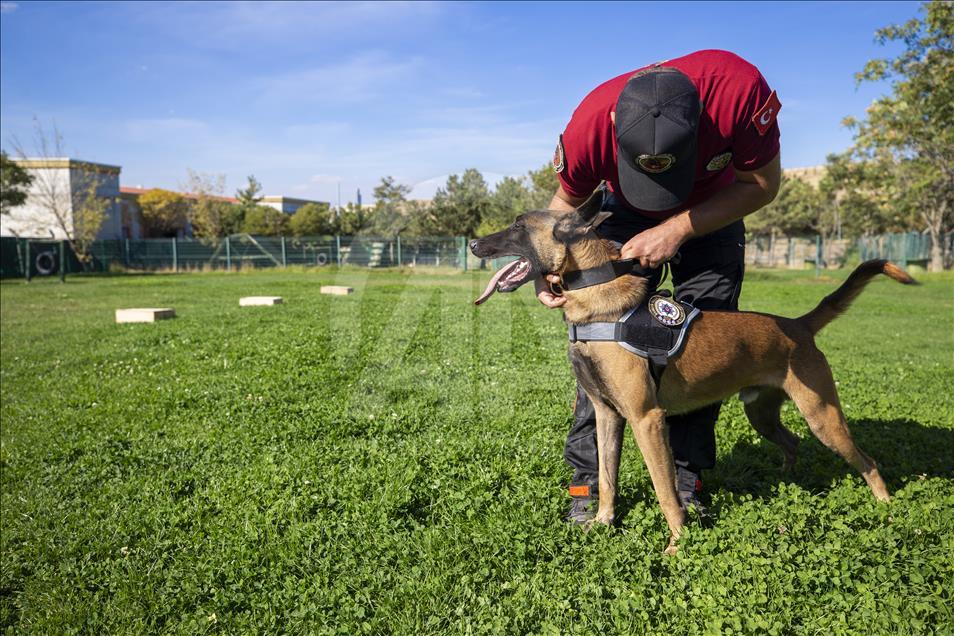 Polisin "sağ kolu" görev köpekleri