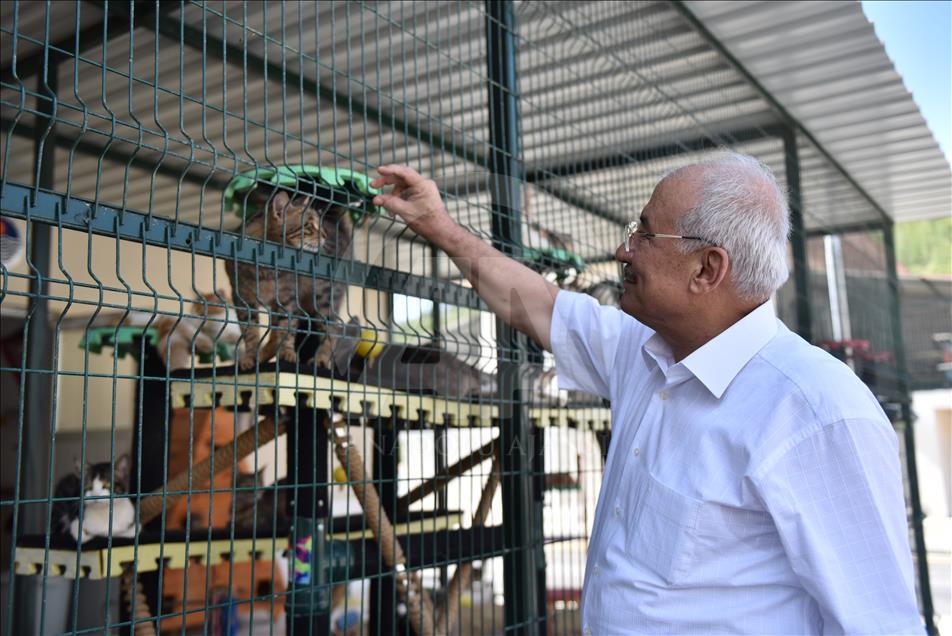 Kediler Miyav Park'ı sevdi