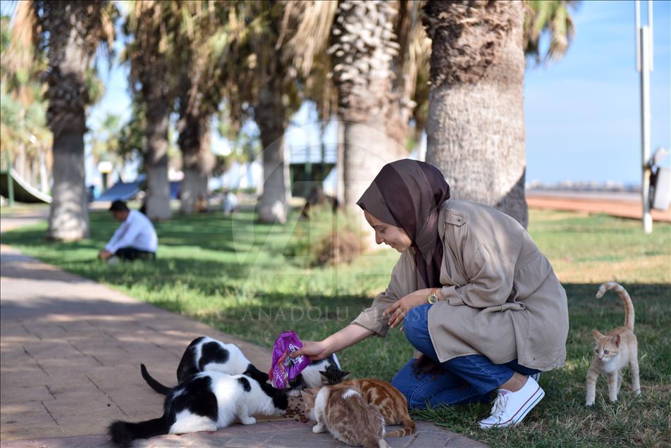 Kediler Miyav Park'ı sevdi