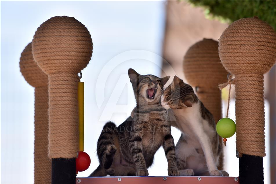 Park “Mijau“ u turskom Mersinu u potpunosti prilagođen mačkama i njihovom komforu 