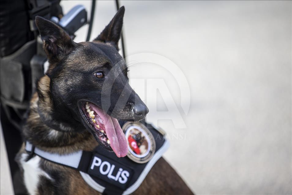 Polisin "sağ kolu" görev köpekleri