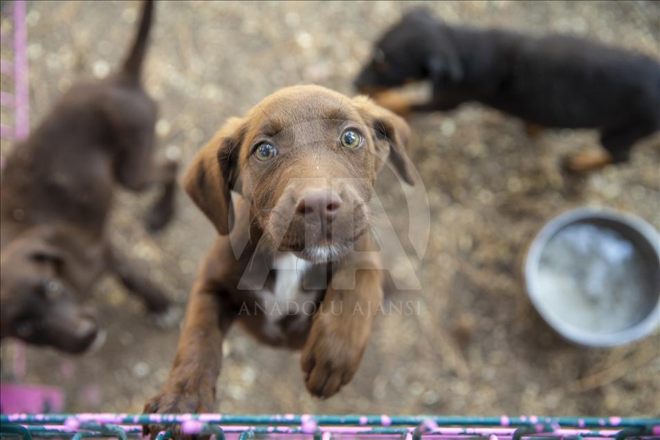 Polisin "sağ kolu" görev köpekleri