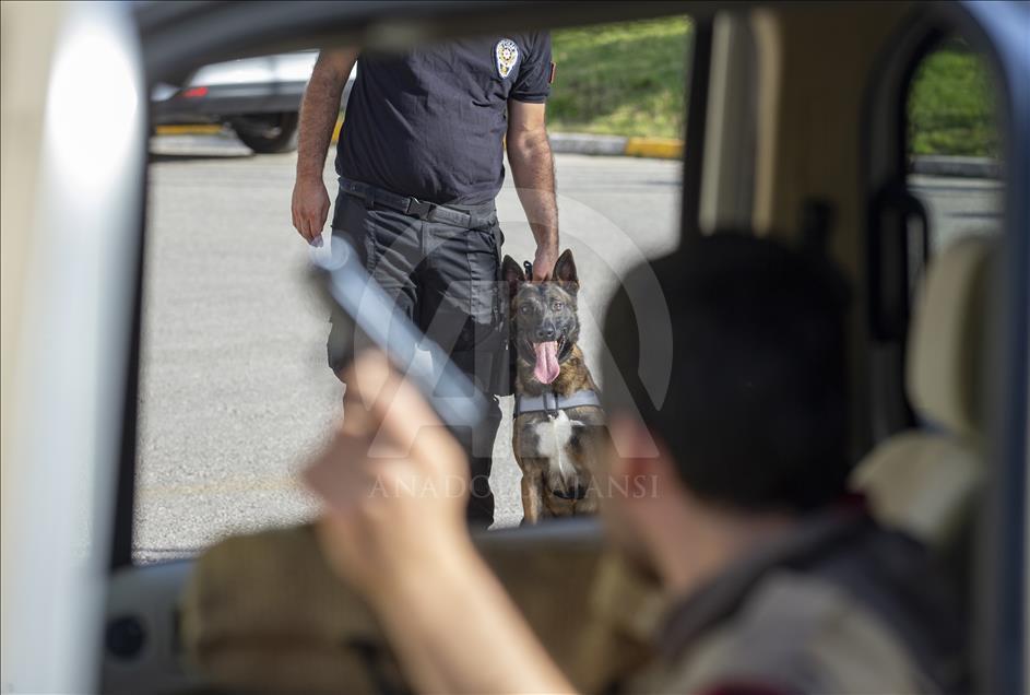 Polisin "sağ kolu" görev köpekleri
