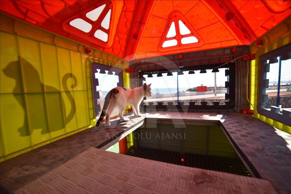 Kediler Miyav Park'ı sevdi