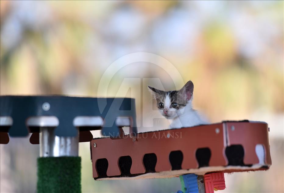 Kediler Miyav Park'ı sevdi