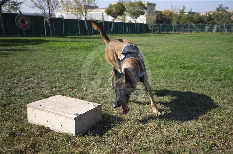Polisin "sağ kolu" görev köpekleri