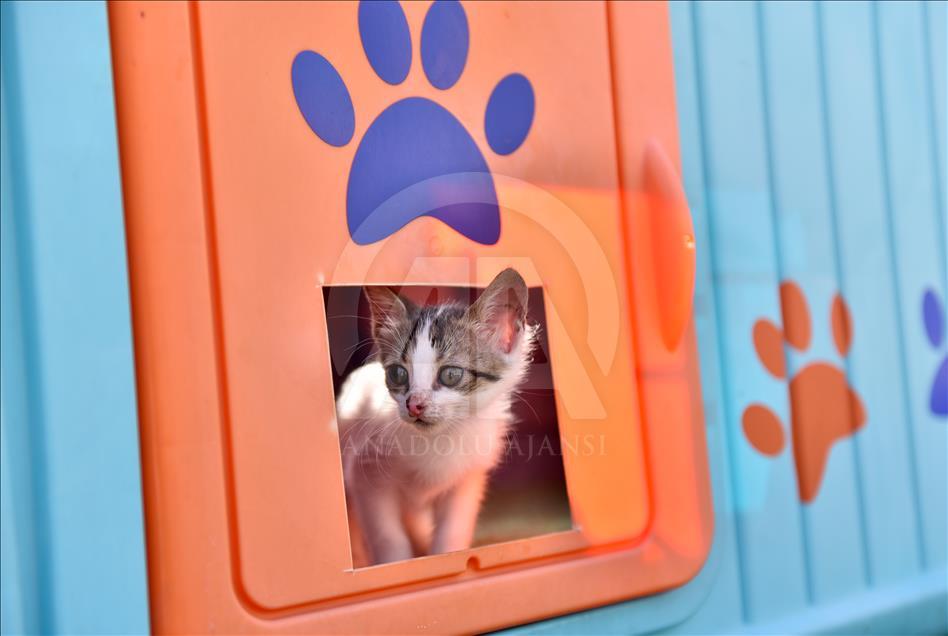 Kediler Miyav Park'ı sevdi