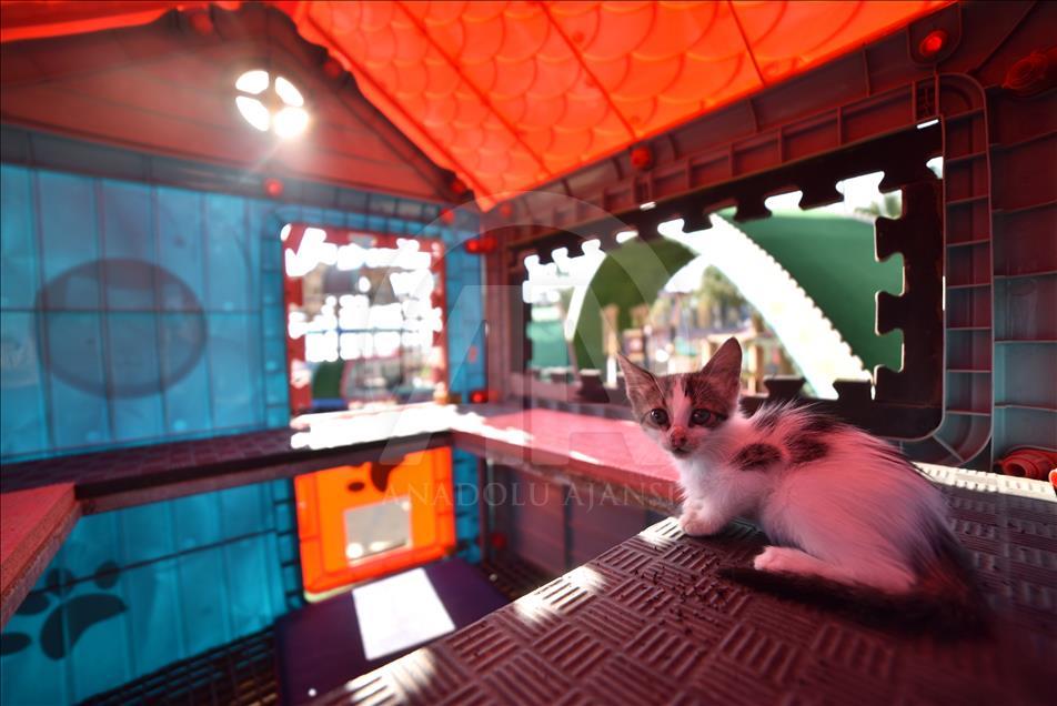 Kediler Miyav Park'ı sevdi