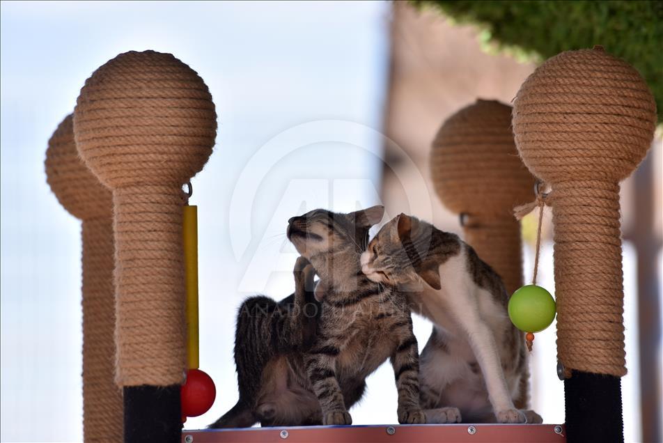 Meow Park of Mersin's Turkey