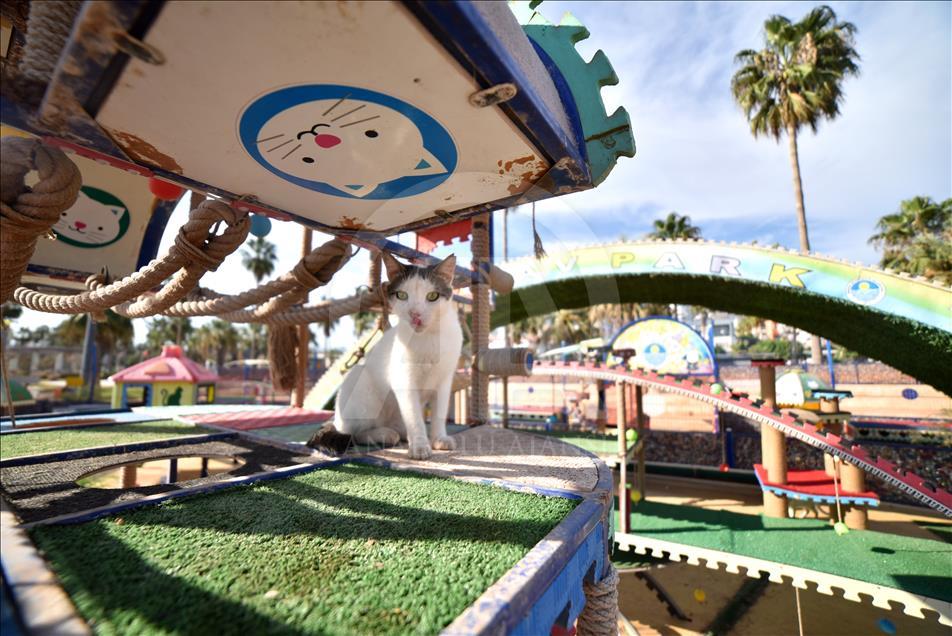 Kediler Miyav Park'ı sevdi