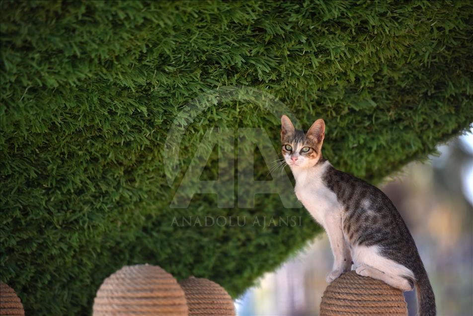 Park “Mijau“ u turskom Mersinu u potpunosti prilagođen mačkama i njihovom komforu  