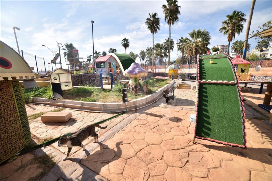 Kediler Miyav Park'ı sevdi