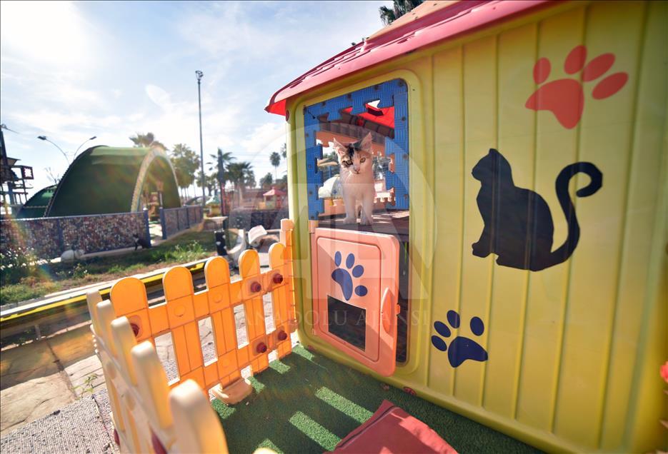 Kediler Miyav Park'ı sevdi