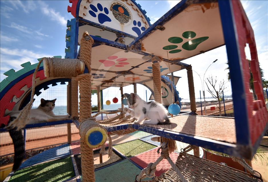 Meow Park of Mersin's Turkey