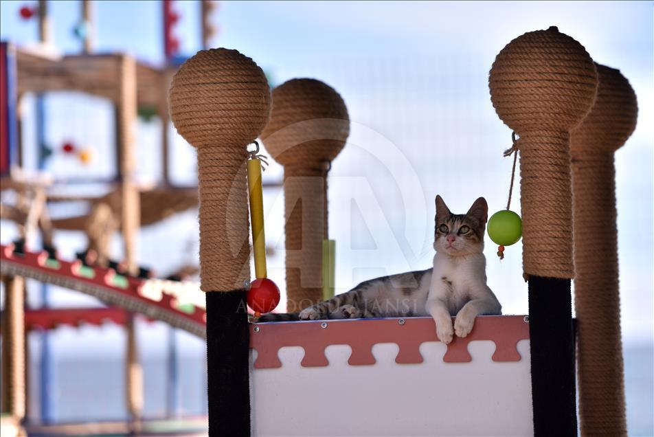 Meow Park of Mersin's Turkey