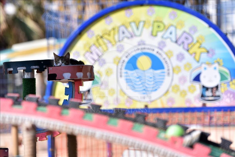 Kediler Miyav Park'ı sevdi