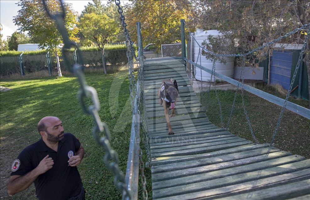 Polisin "sağ kolu" görev köpekleri