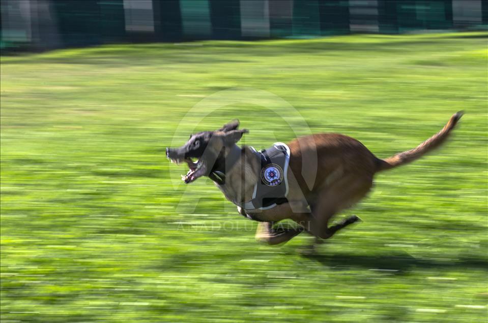 Polisin "sağ kolu" görev köpekleri