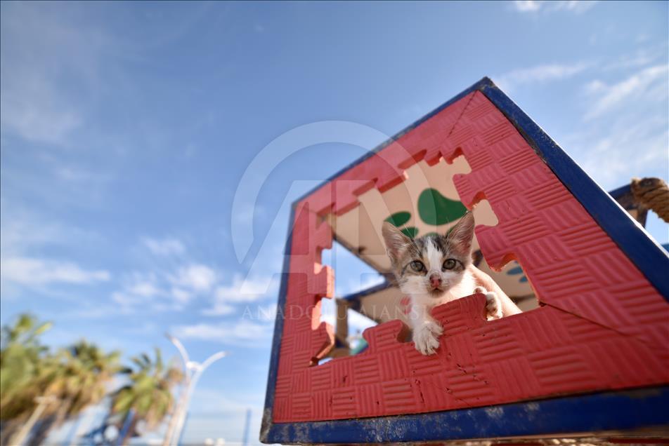 Kediler Miyav Park'ı sevdi