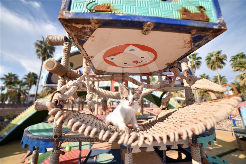 Kediler Miyav Park'ı sevdi