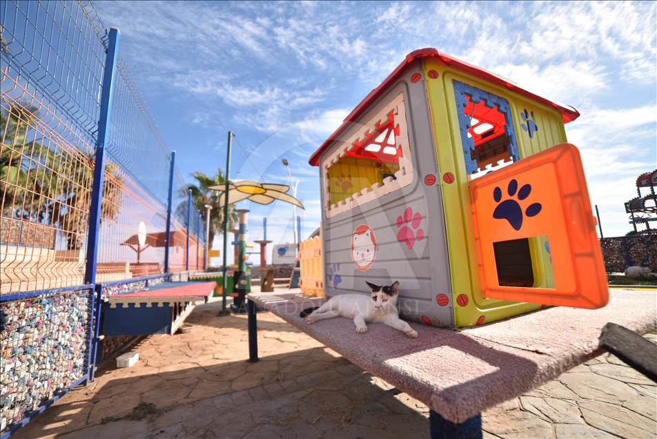 Kediler Miyav Park'ı sevdi