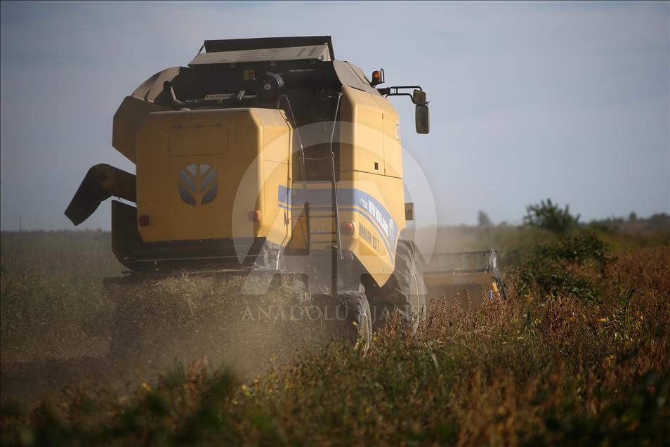 Soya, verimi ve fiyatıyla çiftçiyi sevindirdi