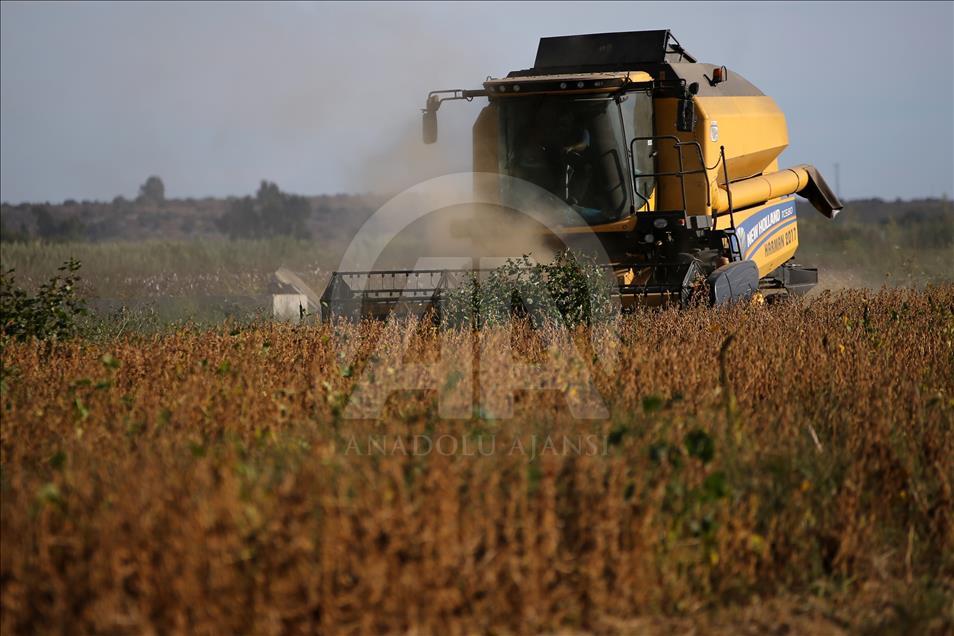 Soya, verimi ve fiyatıyla çiftçiyi sevindirdi