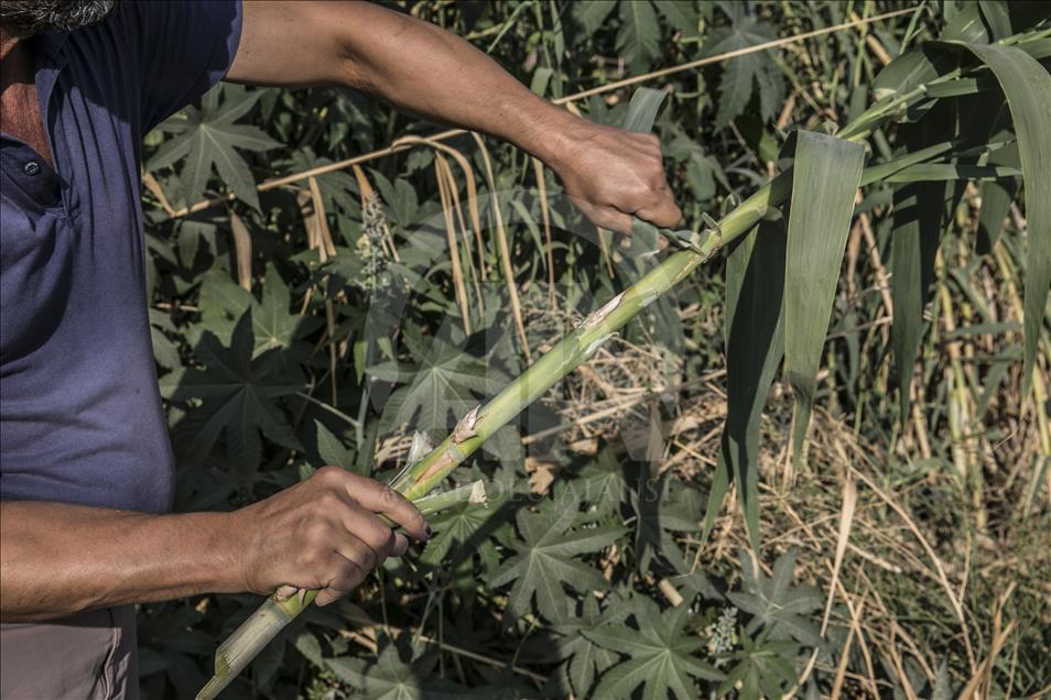 Así se fabrica el 'Ney', la flauta de Oriente Medio