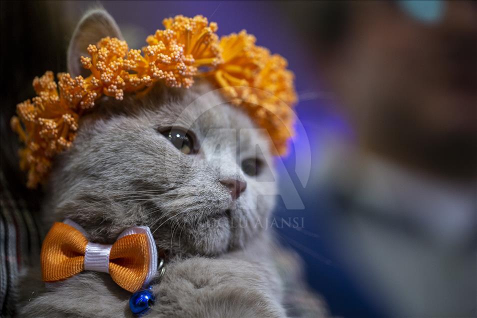 Başkentte "Kedi Güzellik Festivali" düzenlendi