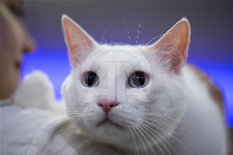 Başkentte "Kedi Güzellik Festivali" düzenlendi