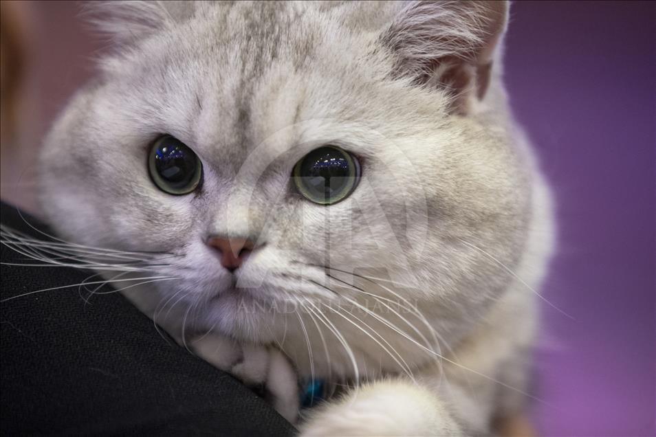 Başkentte "Kedi Güzellik Festivali" düzenlendi