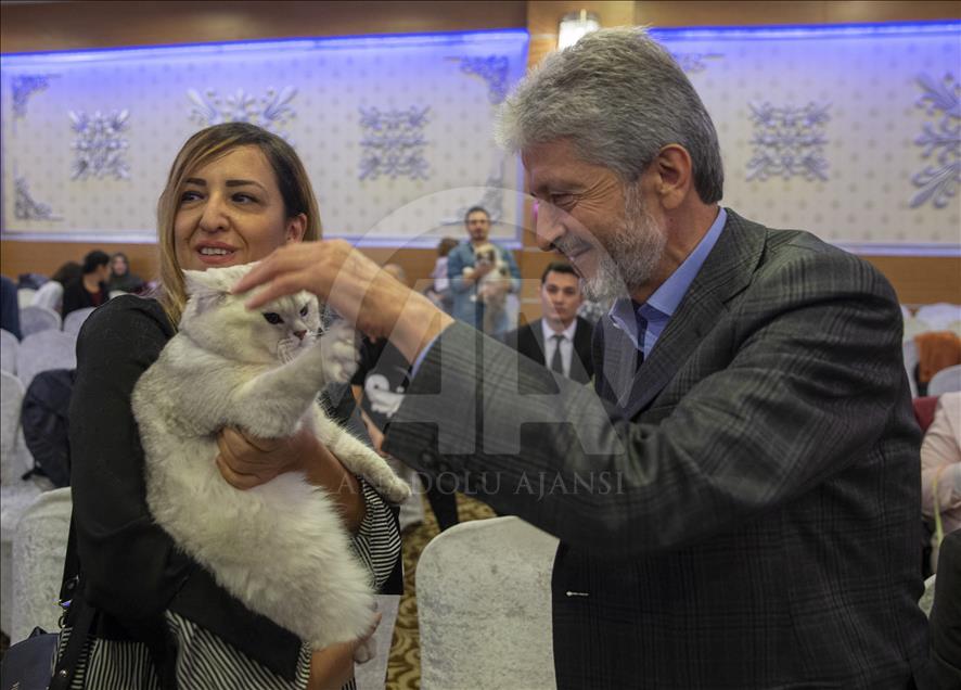 Başkentte "Kedi Güzellik Festivali" düzenlendi