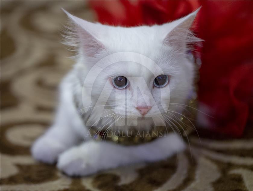 Başkentte "Kedi Güzellik Festivali" düzenlendi