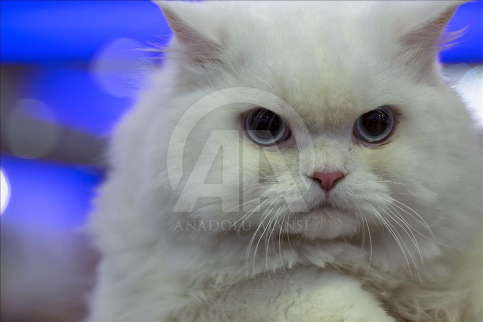 Başkentte "Kedi Güzellik Festivali" düzenlendi